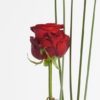 Coclico Hendaye Fleuriste Pays basque Hendaye Biarritz Bouquet Naomi