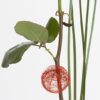 Coclico Hendaye Fleuriste Pays basque Hendaye Biarritz Bouquet Naomi