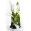 Coclico Hendaye Fleuriste Pays basque Hendaye Biarritz Composition Athena