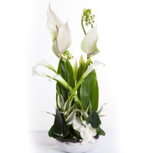Coclico Hendaye Fleuriste Pays basque Hendaye Biarritz Composition Athena