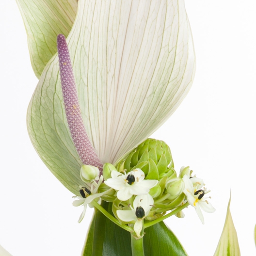 Coclico Hendaye Fleuriste Pays basque Hendaye Biarritz Composition Athena Coclico Hendaye Fleuriste Pays basque Hendaye Biarritz Composition Athena
