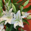 Coclico Hendaye Fleuriste Pays basque Hendaye Biarritz Composition Junon