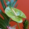 Coclico Hendaye Fleuriste Pays basque Hendaye Biarritz Composition Aloa