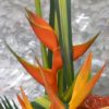 Coclico Hendaye Fleuriste Pays basque Hendaye Biarritz Composition Costa Rica