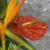 Coclico Hendaye Fleuriste Pays basque Hendaye Biarritz Composition Costa Rica