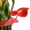 Coclico Hendaye Fleuriste Pays basque Hendaye Biarritz Composition Guyane Coclico Hendaye Fleuriste Pays basque Hendaye Biarritz Composition Guyane