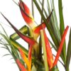 Coclico Hendaye Fleuriste Pays basque Hendaye Biarritz Composition Guyane