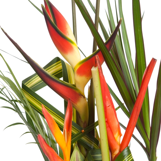 Coclico Hendaye Fleuriste Pays basque Hendaye Biarritz Composition Guyane Coclico Hendaye Fleuriste Pays basque Hendaye Biarritz Composition Guyane