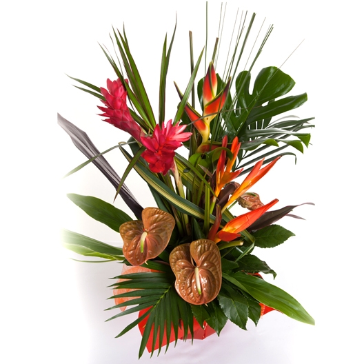 Coclico Hendaye Fleuriste Pays basque Hendaye Biarritz Composition Saint Barth Coclico Hendaye Fleuriste Pays basque Hendaye Biarritz Composition Saint Barth