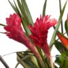 Coclico Hendaye Fleuriste Pays basque Hendaye Biarritz Composition Saint Barth